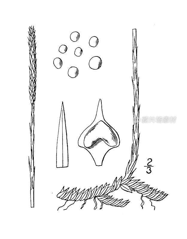 古植物学植物插图:Lycopodium Carolinianum, Carolina Club moss